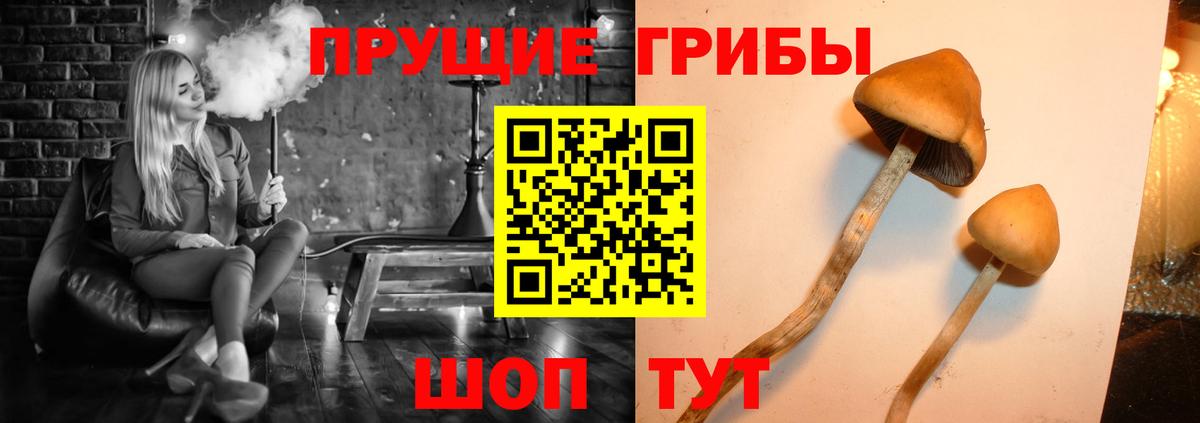 Псилоцибиновые грибы прущие грибы  Вход с VPN  закладка  Кольчугино 